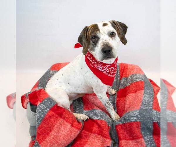 Medium Photo #3 Boxer-Unknown Mix Puppy For Sale in Kennesaw, GA, USA