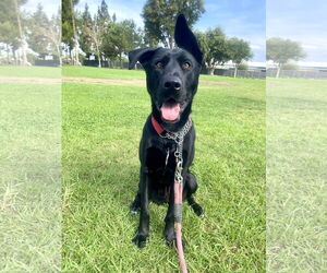 Libby - Female Shepradors Dog for Adoption - Photo #8