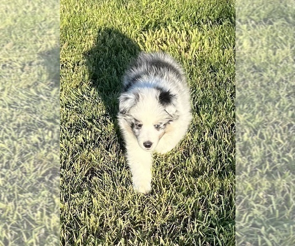 Medium Photo #11 Shetland Sheepdog Puppy For Sale in FORT MORGAN, CO, USA