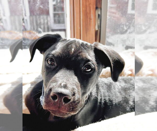 Medium Photo #19 Labrador Retriever Puppy For Sale in Brewster, NY, USA