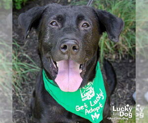 Shepradors Dogs for adoption in Washington, DC, USA