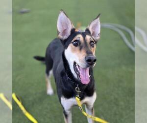 German Shepherd Dog-Unknown Mix Dogs for adoption in Las Vegas, NV, USA