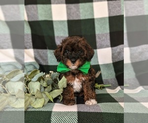 Lhasa-Poo Puppy for sale in LINCOLN UNIVERSITY, PA, USA
