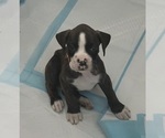Litter of 7 - Male(s) and Female(s) BoxerLitter of Puppies for Sale - Photo #7