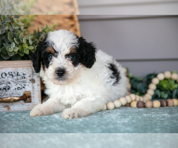 Medium Photo #19 Poodle (Miniature) Puppy For Sale in WOLCOTTVILLE, IN, USA