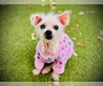 Small Chihuahua Mix