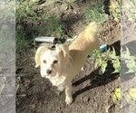 Small Photo #3 Maltese-Unknown Mix Puppy For Sale in Westmont, IL, USA