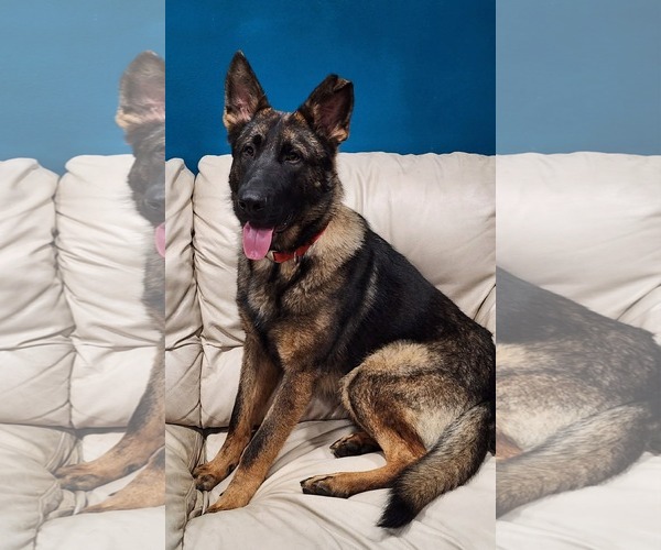 Medium Photo #1 German Shepherd Dog-Unknown Mix Puppy For Sale in Germantown, OH, USA