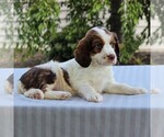 Small Photo #4 English Springer Spaniel Puppy For Sale in BIRD IN HAND, PA, USA