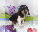 Small #4 Dachshund