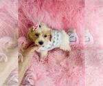 Small Photo #30 Poodle (Toy) Puppy For Sale in PEMBROKE PINES, FL, USA