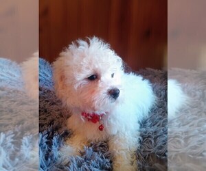 Mal-Shi-Poodle (Miniature) Mix Puppy for sale in DREW PLT, ME, USA