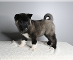 Small Photo #1 Akita Puppy For Sale in MILLERSBURG, OH, USA
