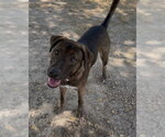 Small Labrador Retriever Mix