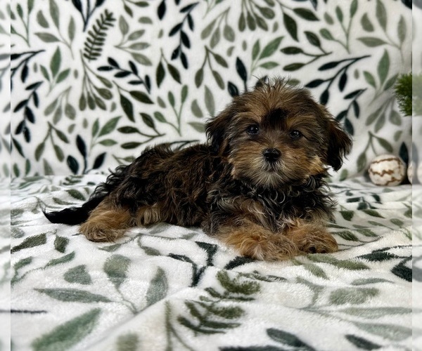 Medium Photo #3 Shorkie Tzu Puppy For Sale in GREENFIELD, IN, USA