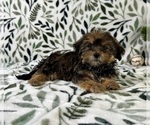 Small #2 Shorkie Tzu