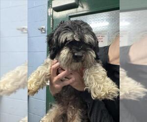Shih Tzu Dogs for adoption in Woodland, CA, USA