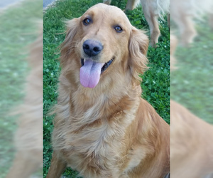 Mother of the Golden Retriever puppies born on 07/20/2019
