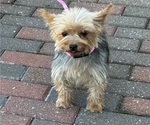 Yoyo - Female Yorkshire Terrier Puppy for Sale - Photo #6