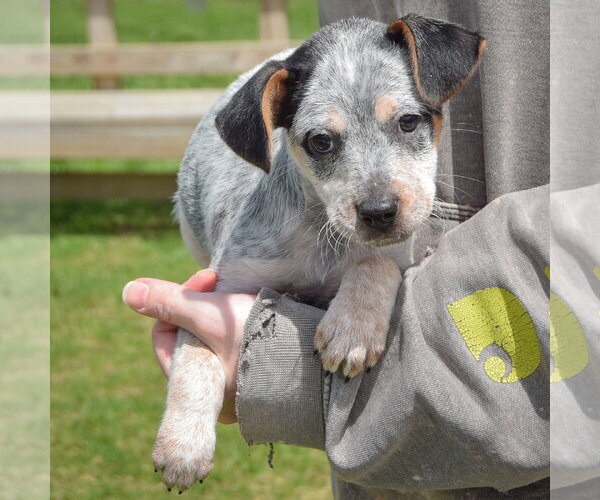 Medium Photo #3 Pug-Unknown Mix Puppy For Sale in Huntley, IL, USA