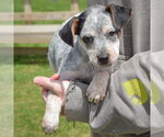 Small #2 Pug Mix