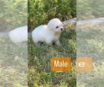 Small Photo #11 Bichon Frise Puppy For Sale in ELDERWOOD, CA, USA
