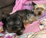 Small Photo #2 Yorkshire Terrier Puppy For Sale in SANTA FE, NM, USA