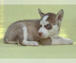 Small #4 Siberian Husky
