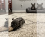 Small Photo #7 French Bulldog Puppy For Sale in PORTSMOUTH, VA, USA