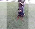 Small Photo #3 Rottweiler Puppy For Sale in PINE KNOT, KY, USA