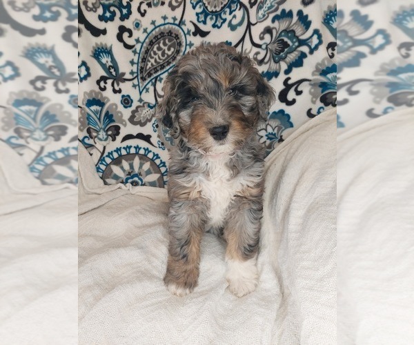 Medium Photo #1 Aussiedoodle Puppy For Sale in LEWISBURG, KY, USA