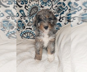 Aussiedoodle Puppy for Sale in LEWISBURG, Kentucky USA
