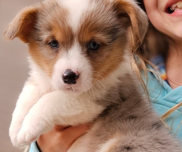 Medium Photo #1 Pembroke Welsh Corgi Puppy For Sale in MILTON, WI, USA