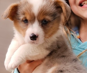 Pembroke Welsh Corgi Puppy for Sale in MILTON, Wisconsin USA