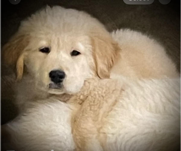 Medium Photo #1 English Cream Golden Retriever Puppy For Sale in YUMA, AZ, USA