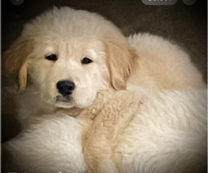 English Cream Golden Retriever Puppy for sale in YUMA, AZ, USA