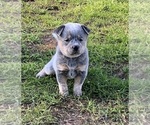 Small Photo #12 Australian Cattle Dog Puppy For Sale in MYRTLE BEACH, SC, USA
