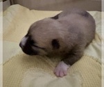 Small #10 Pomsky