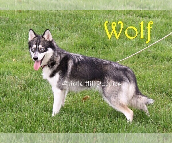 Medium Photo #1 Pomsky Puppy For Sale in DENVER, PA, USA