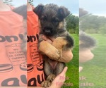 Puppy Pink Female German Shepherd Dog