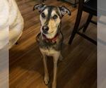 Small #6 Huskies  Mix