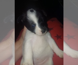 Chiranian Puppy for sale in ANNISTON, AL, USA