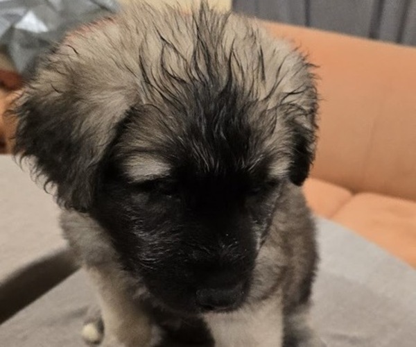 Medium Photo #1 Alaskan Malamute-Mastiff Mix Puppy For Sale in OMAHA, NE, USA