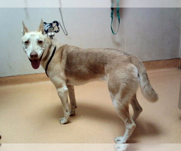Medium Photo #1 Siberian Husky-Unknown Mix Puppy For Sale in Martinez, CA, USA