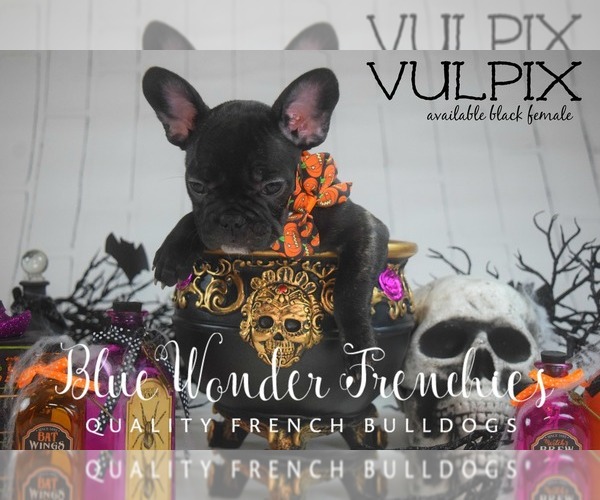 Medium Photo #2 French Bulldog Puppy For Sale in LOX, FL, USA