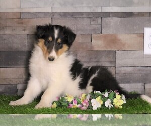 Collie Puppy for sale in FREDERICKSBG, OH, USA
