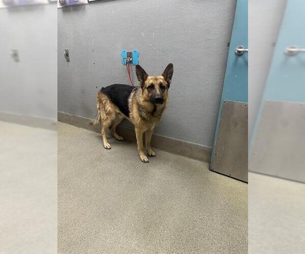 Medium Photo #1 German Shepherd Dog-Unknown Mix Puppy For Sale in Las Vegas, NV, USA