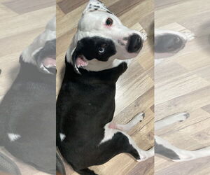 COURTESY POST: Melo - Male Mutt Dog for Adoption - Photo #2