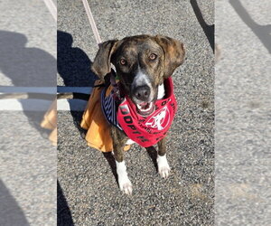 Mutt Dogs for adoption in Wakefield, RI, USA