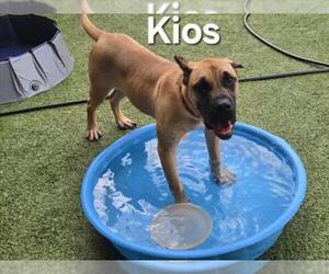 Presa Canario Dogs for adoption in Derwood, MD, USA
